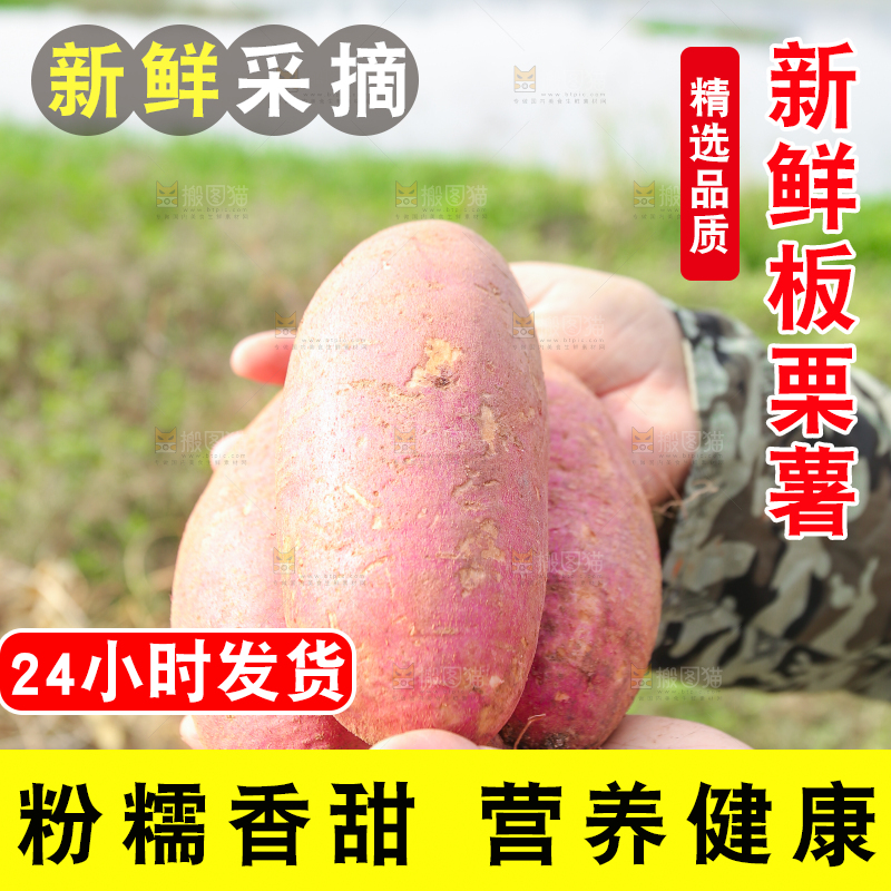 手里拿着黃心板栗薯