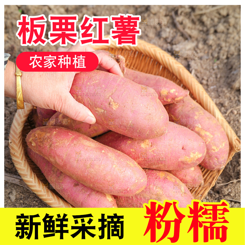 手里拿着黃心板栗薯