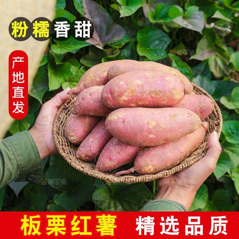 手里拿着黃心板栗薯