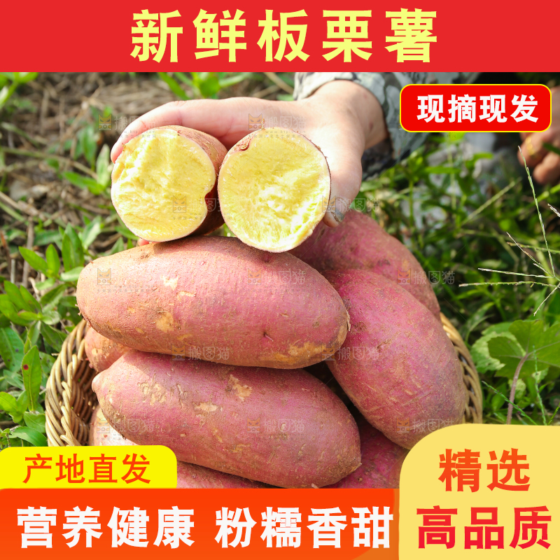 手里拿着黃心板栗薯