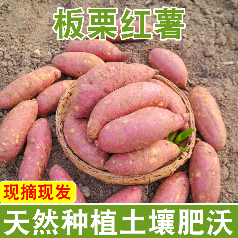 手里拿着黃心板栗薯