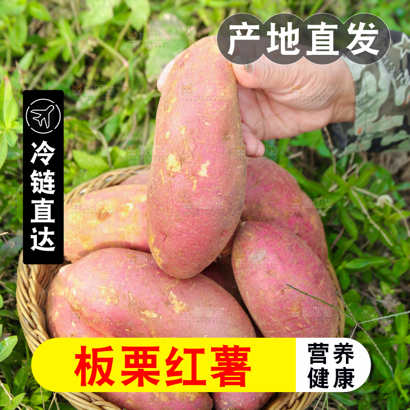 手里拿着黃心板栗薯