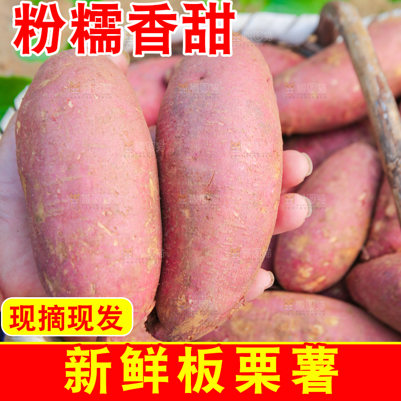 手里拿着黃心板栗薯