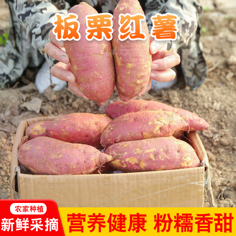 手里拿着黃心板栗薯