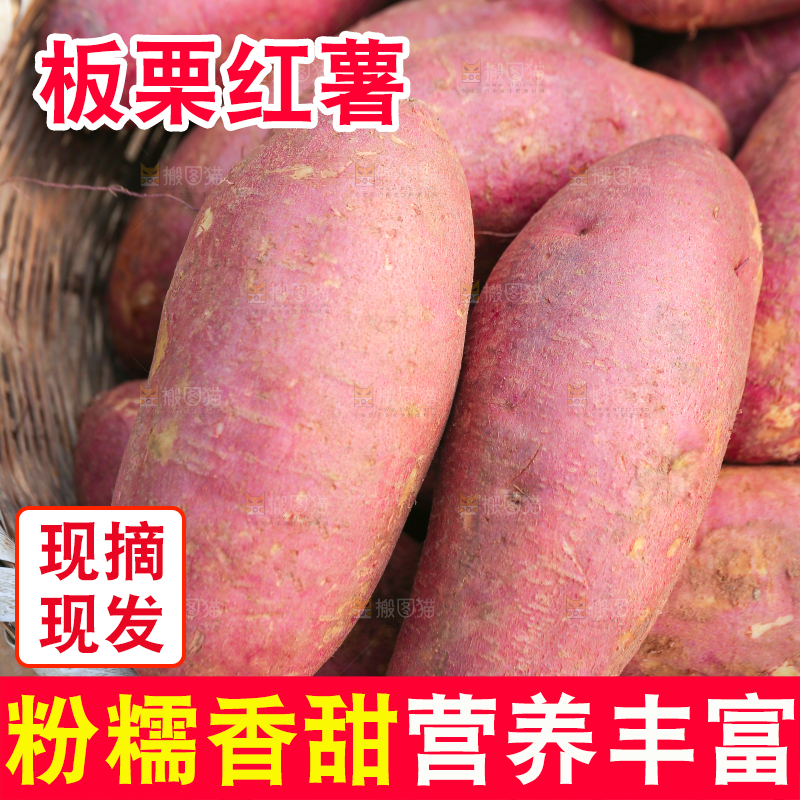 手里拿着黃心板栗薯