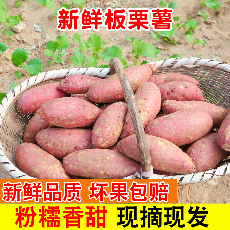 手里拿着黃心板栗薯