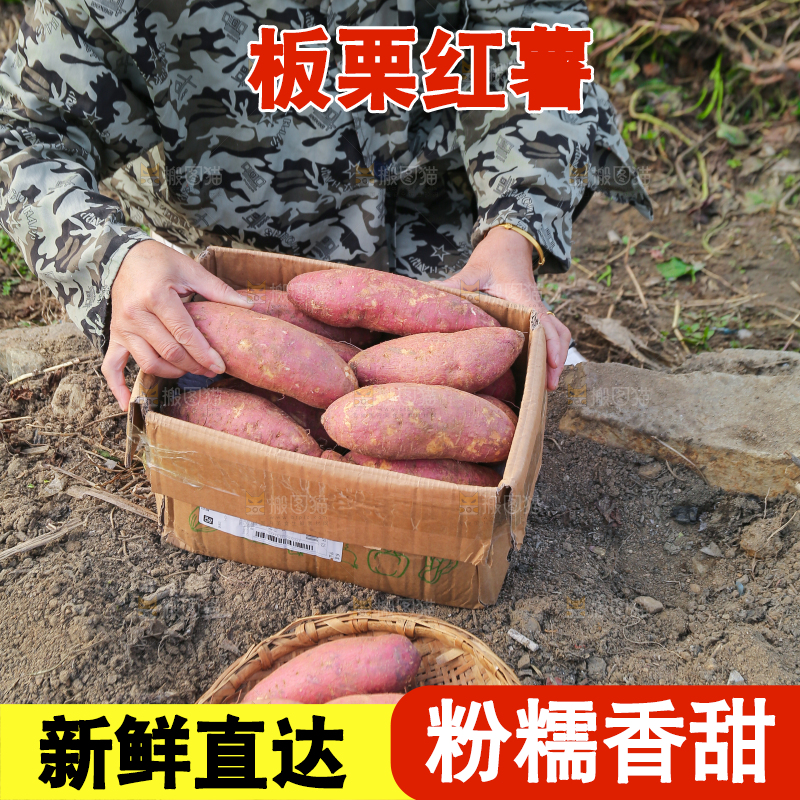手里拿着黃心板栗薯