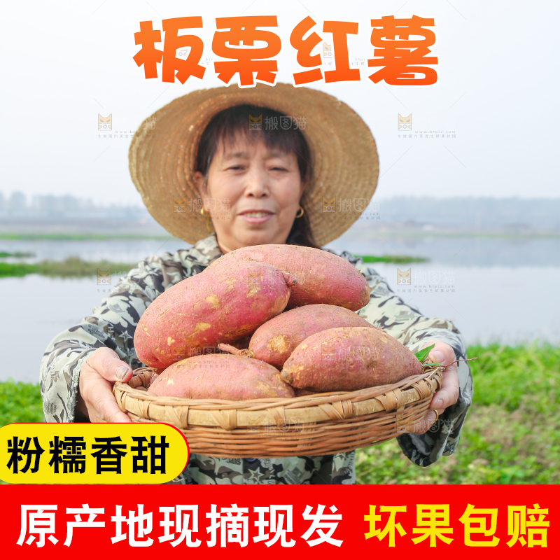 手里拿着黃心板栗薯