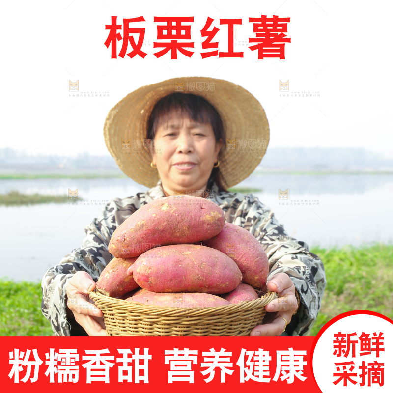 手里拿着黃心板栗薯