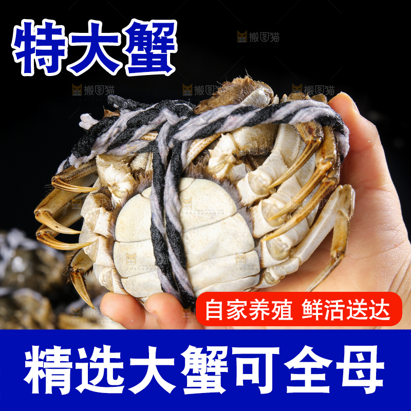 黑底上的鲜活大闸蟹