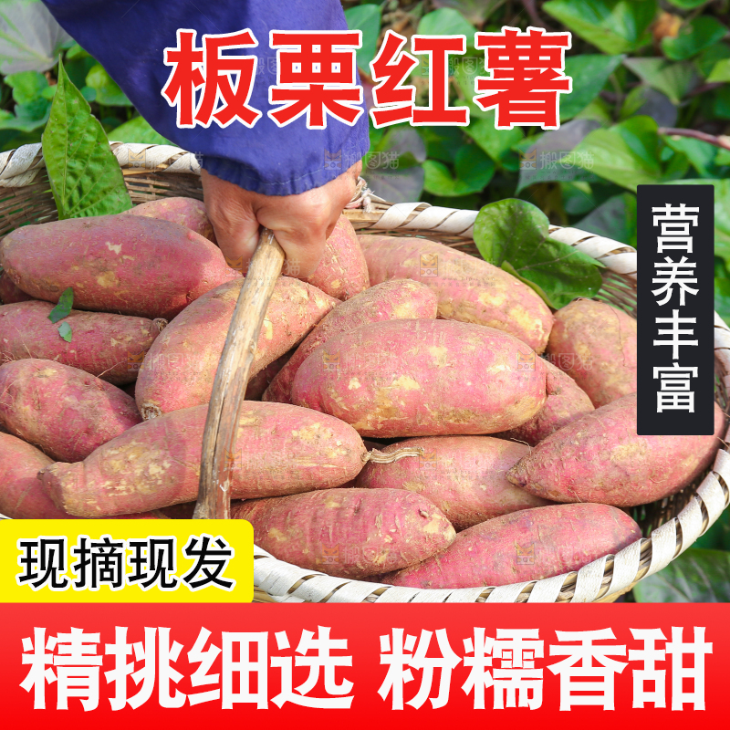 手里拿着黃心板栗薯