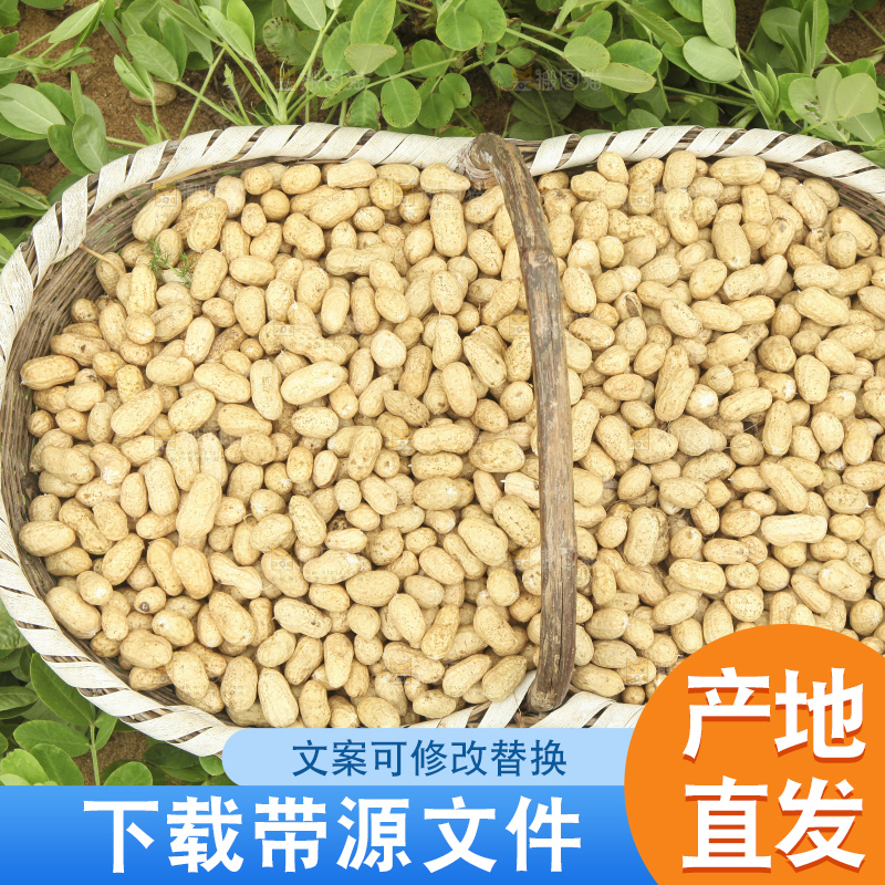 花生地里的新鲜花生