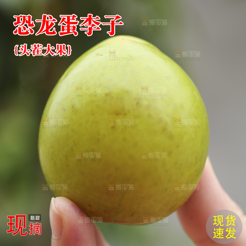 手里拿着恐龙蛋李子