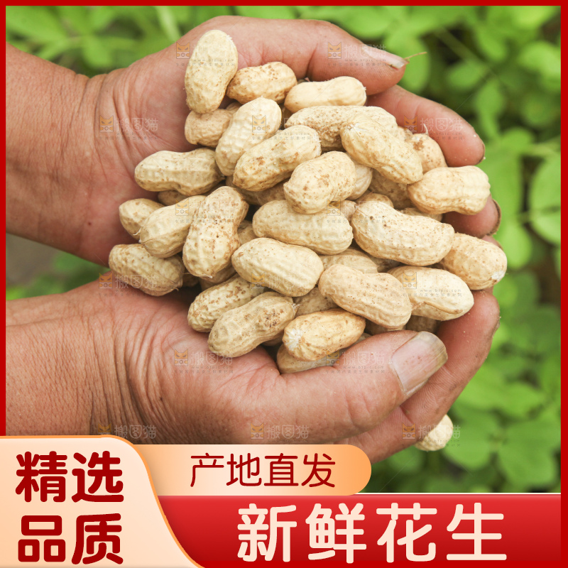 手里拿着现挖花生