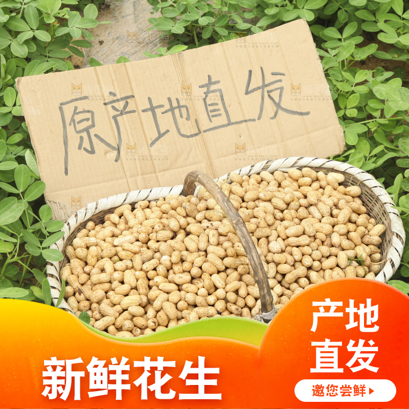 花生地里的新鲜花生