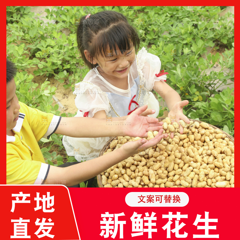 手里拿着现挖花生