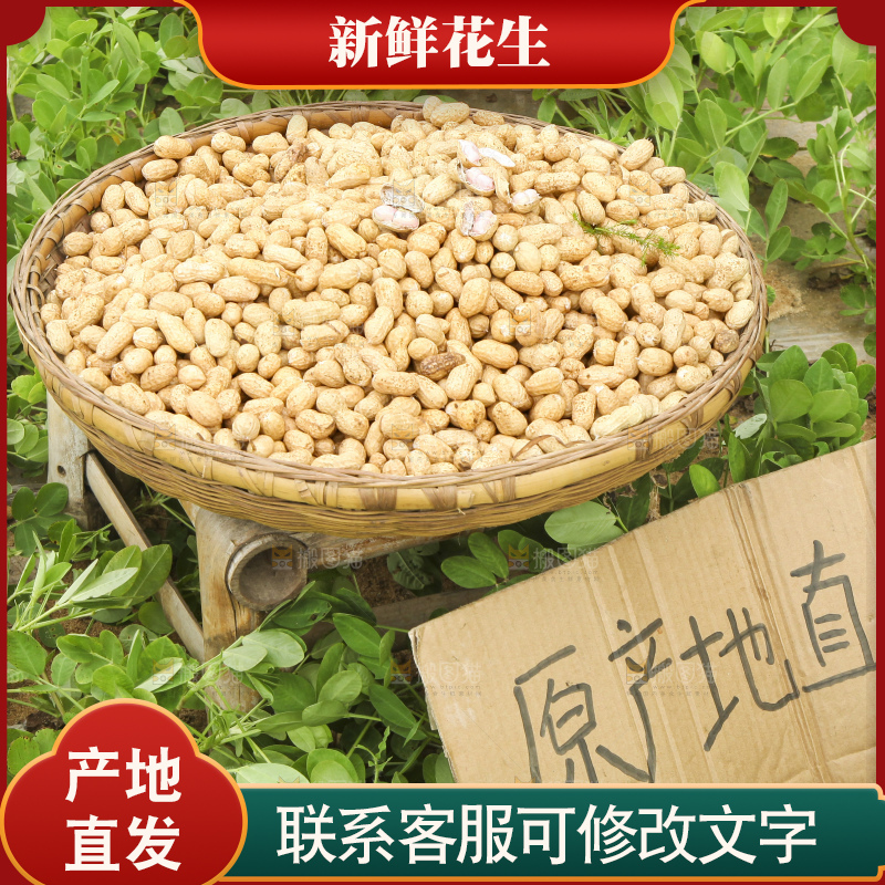 花生地里的新鲜花生