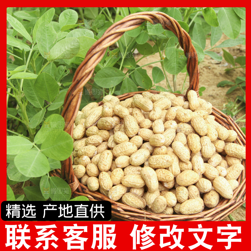 花生地里的新鲜花生