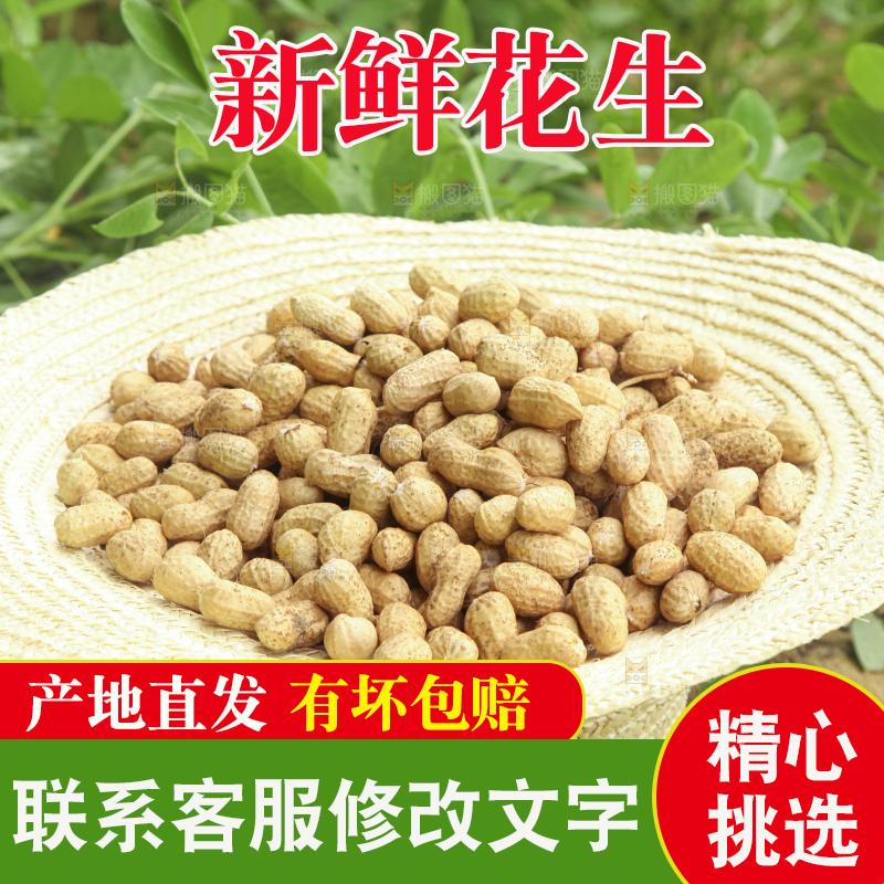 花生地里的新鲜花生
