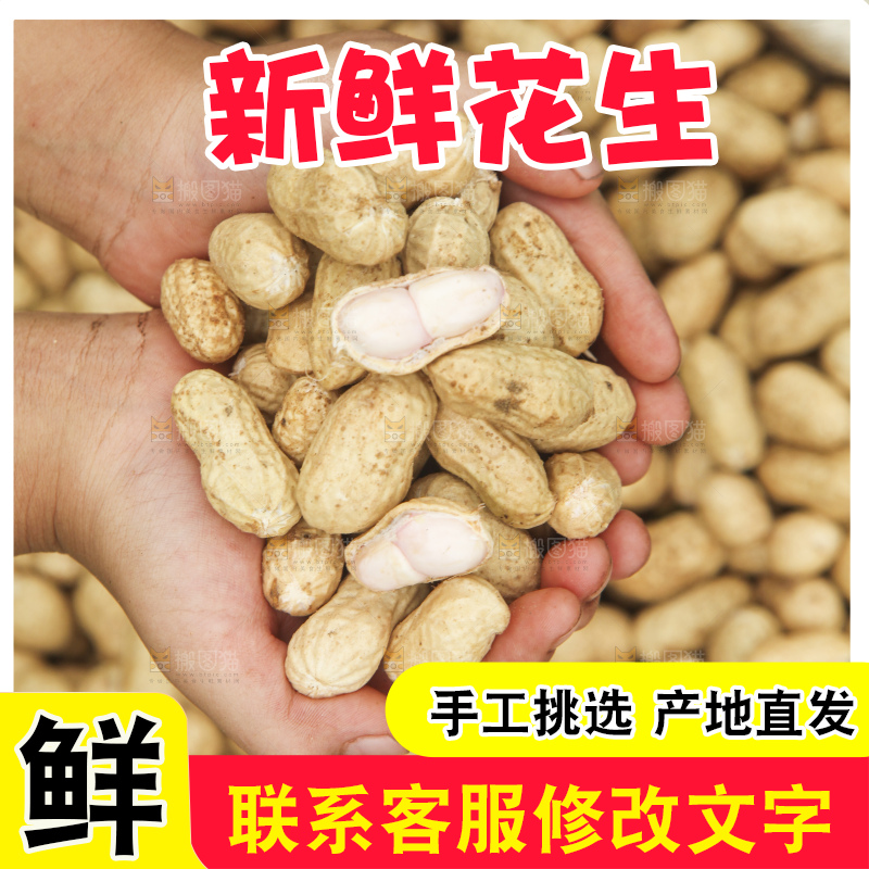 花生地里的新鲜花生