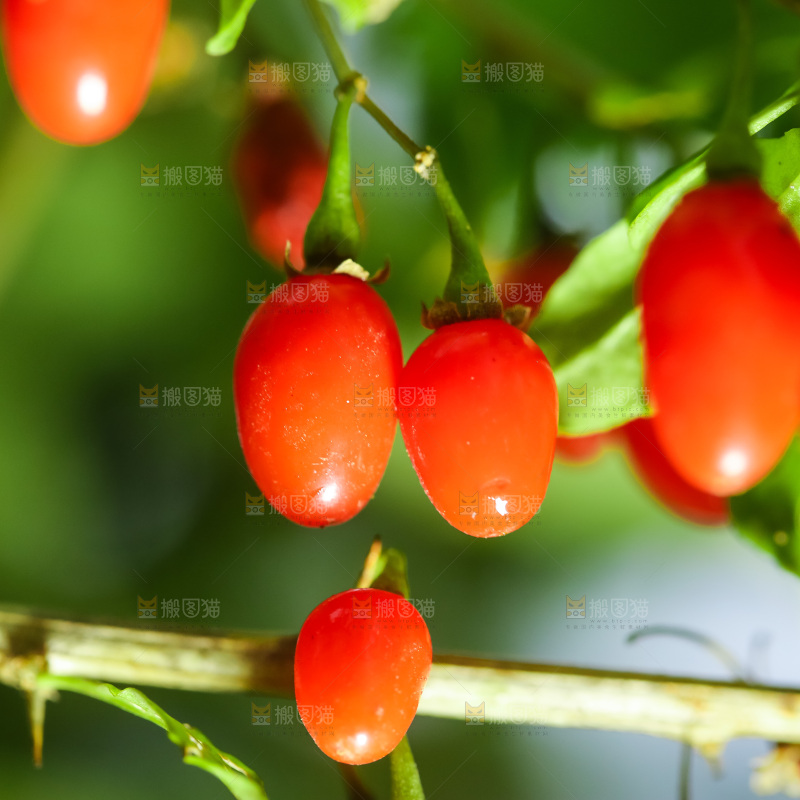 枸杞枝上的枸杞