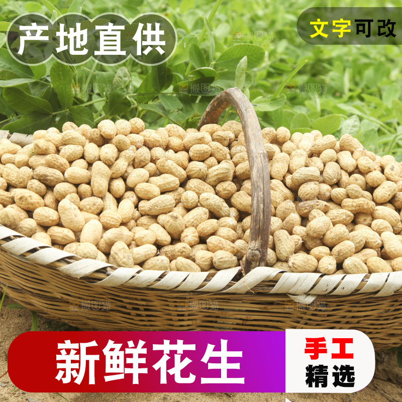 花生地里的新鲜花生