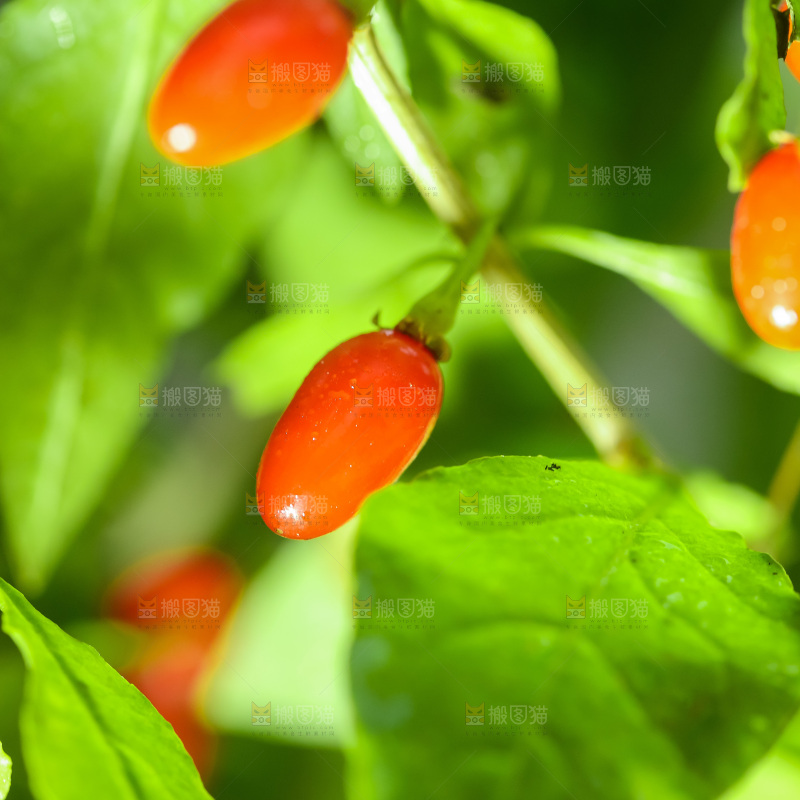 枸杞枝上的枸杞