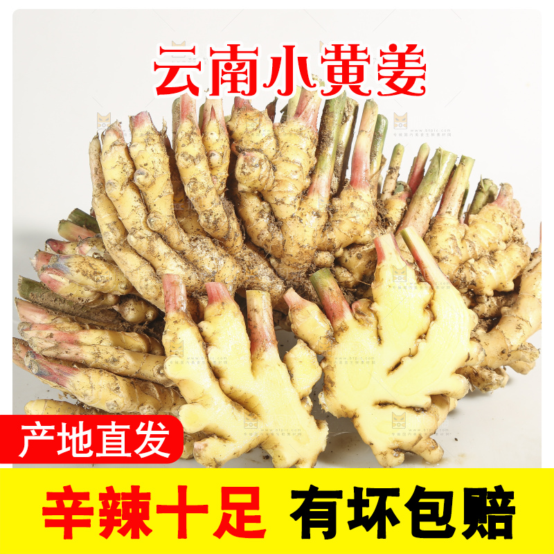 浅底上的云南小黄姜