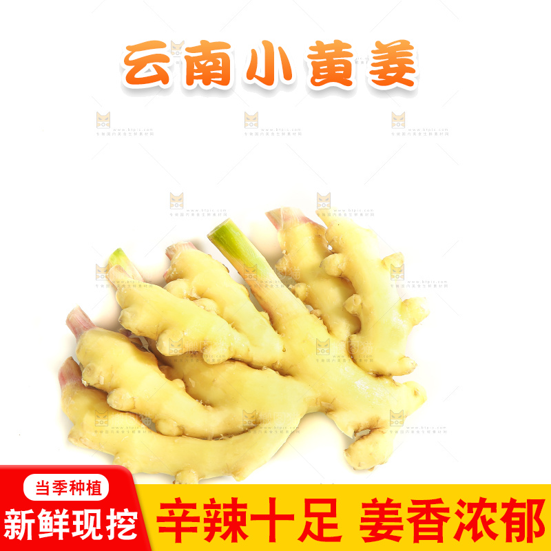 白底上的小黄姜