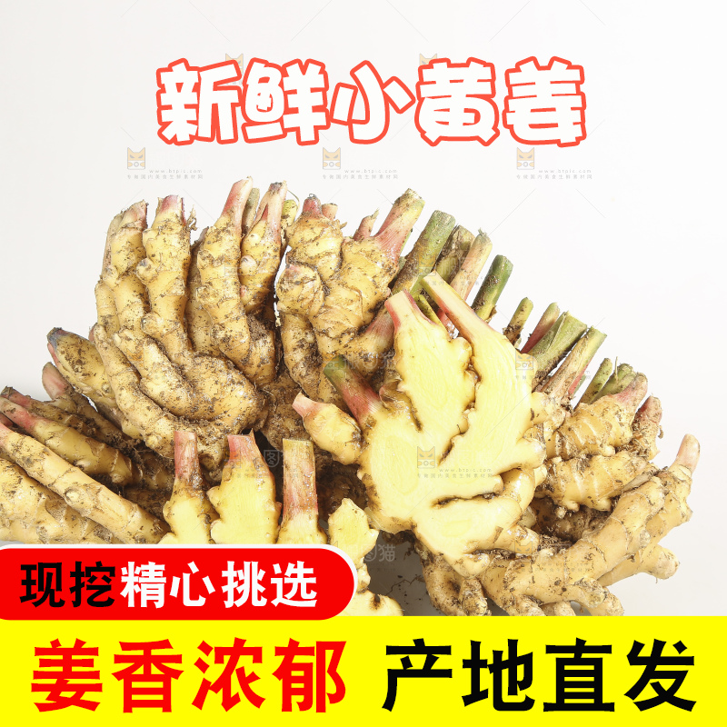 浅底上的云南小黄姜
