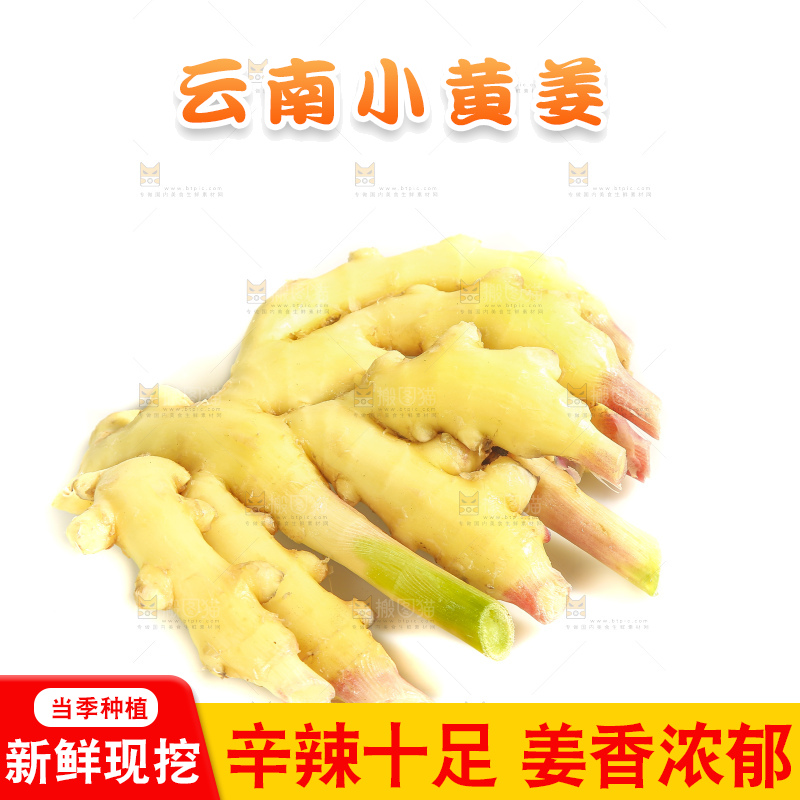 白底上的小黄姜