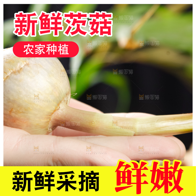 手里拿着白茨菇