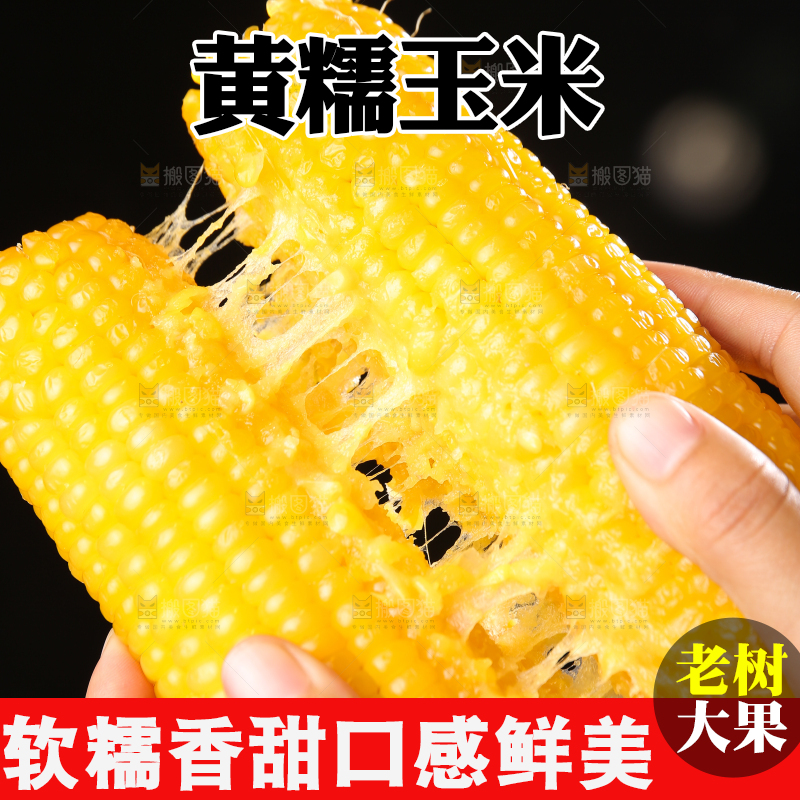 深底上的黄糯玉米