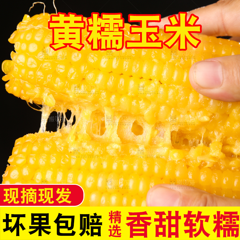 深底上的黄糯玉米