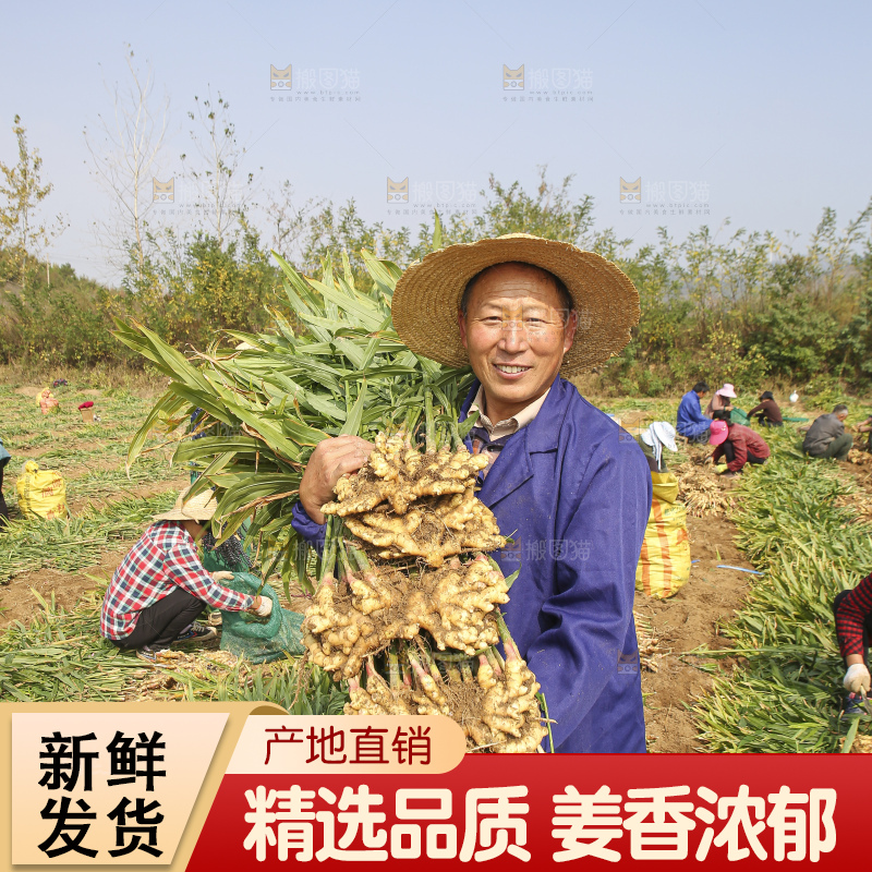 农民手里拿着新鲜小黄姜