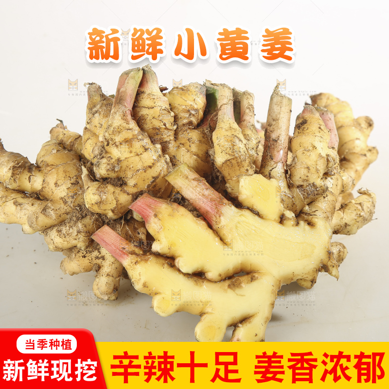 浅底上的云南小黄姜