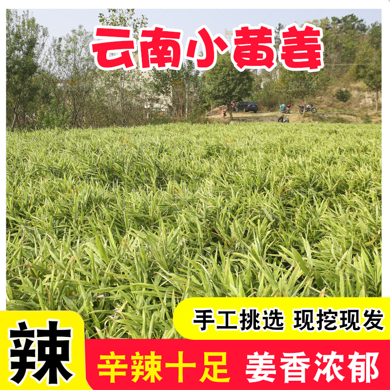 大片小黄姜