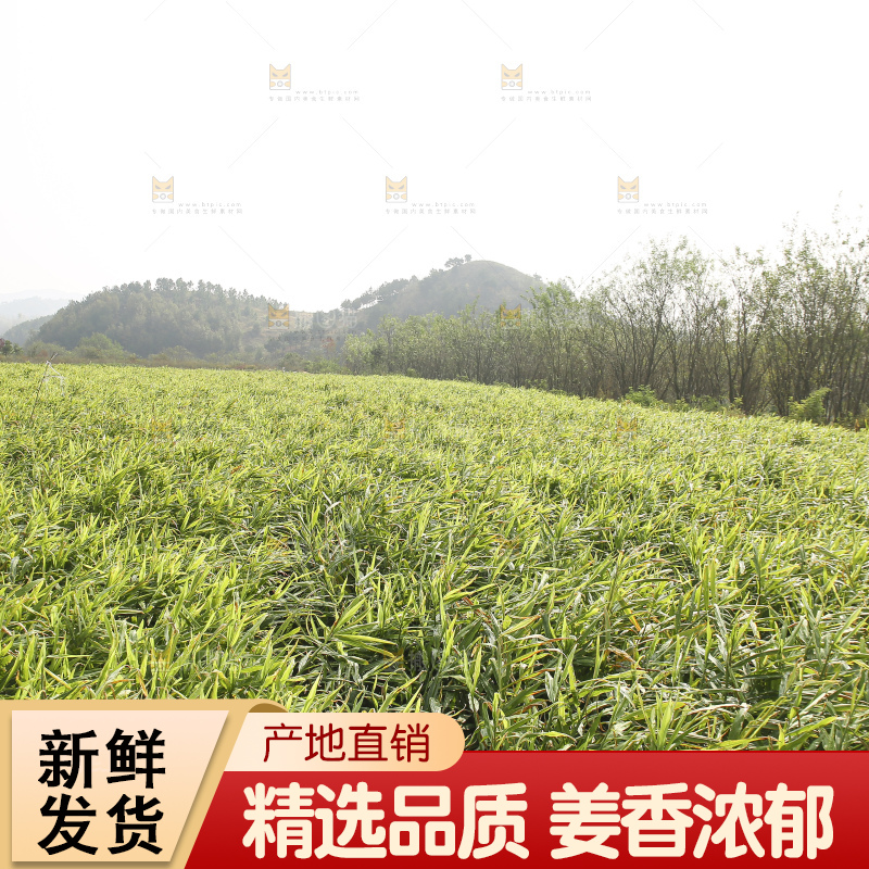 大片小黄姜