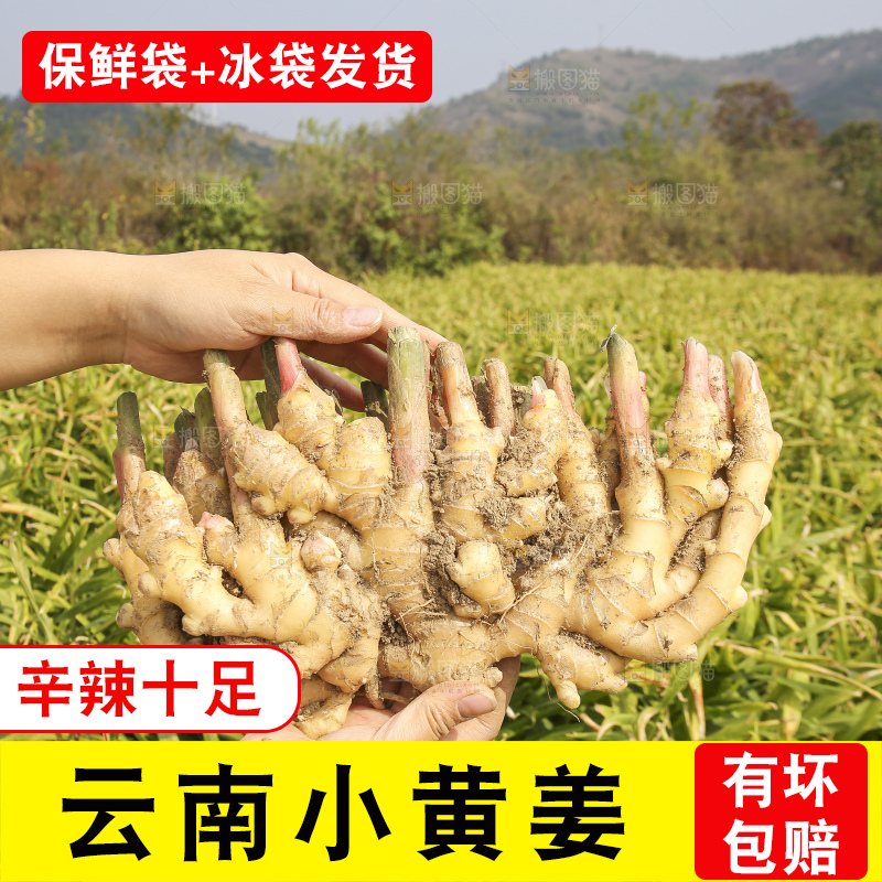 手里拿着新鲜小黄姜
