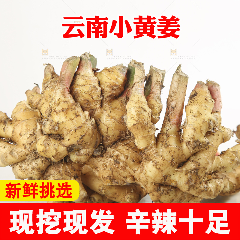 浅底上的云南小黄姜