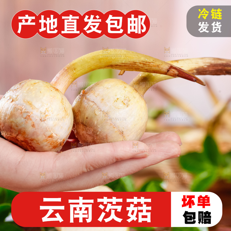 手里拿着白茨菇