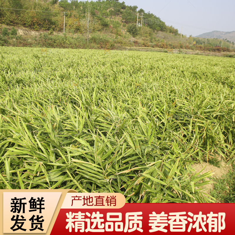 大片小黄姜