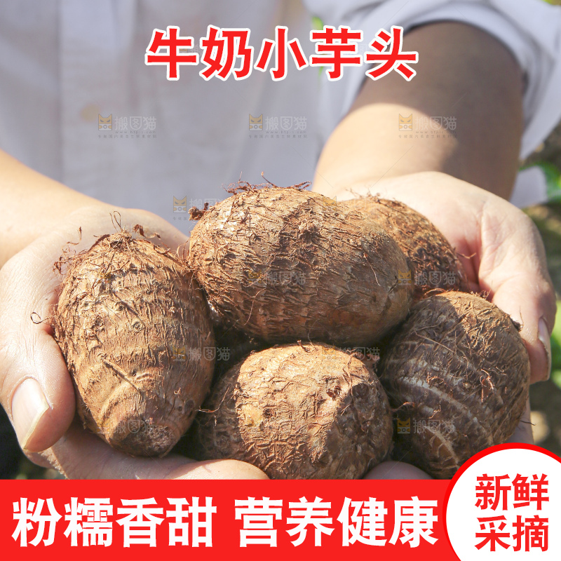 手里拿着新鲜小芋头