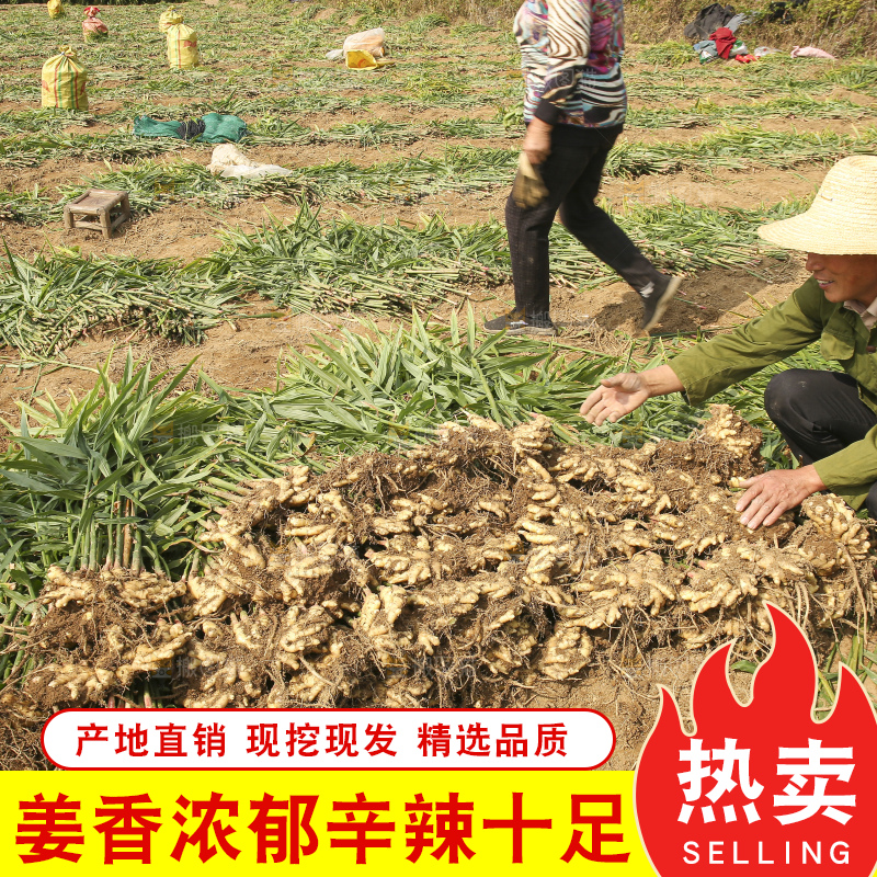 新鲜现挖的黄姜