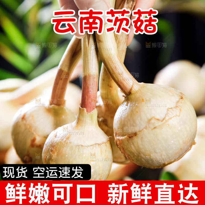 手里拿着云南茨菇