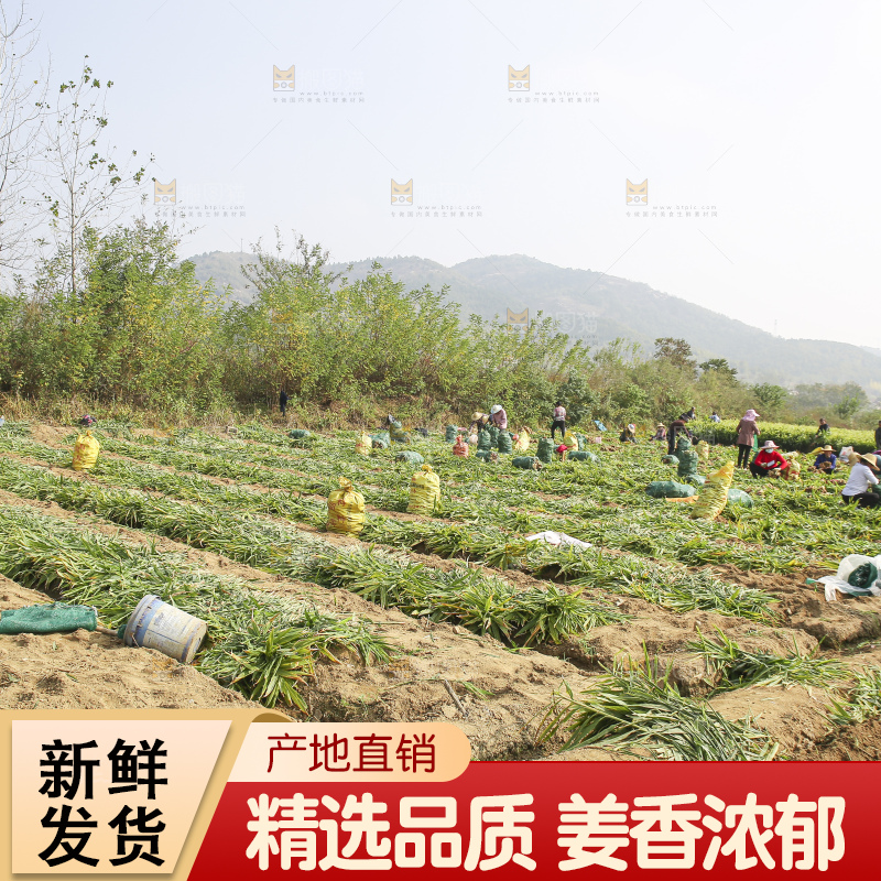 大片小黄姜