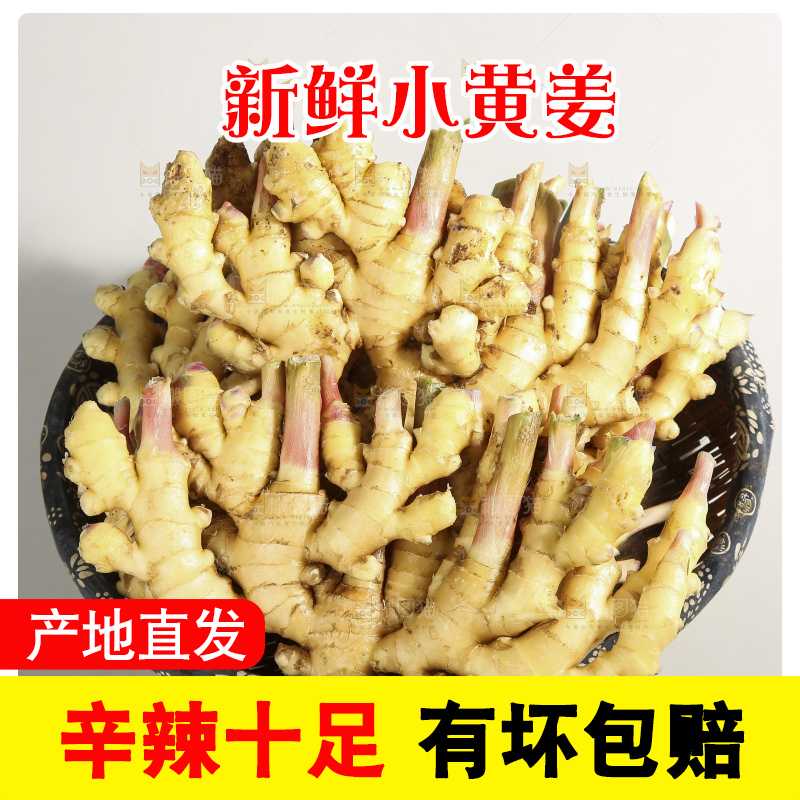 浅底上的云南小黄姜
