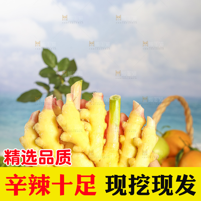 浅底上的小黄姜