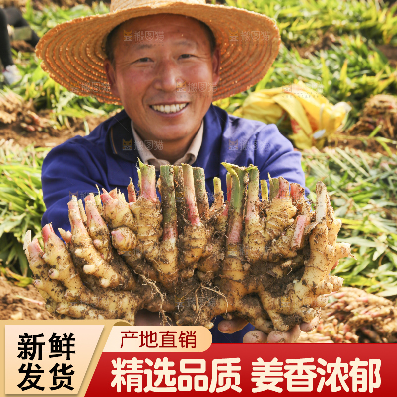 农民手里拿着新鲜小黄姜