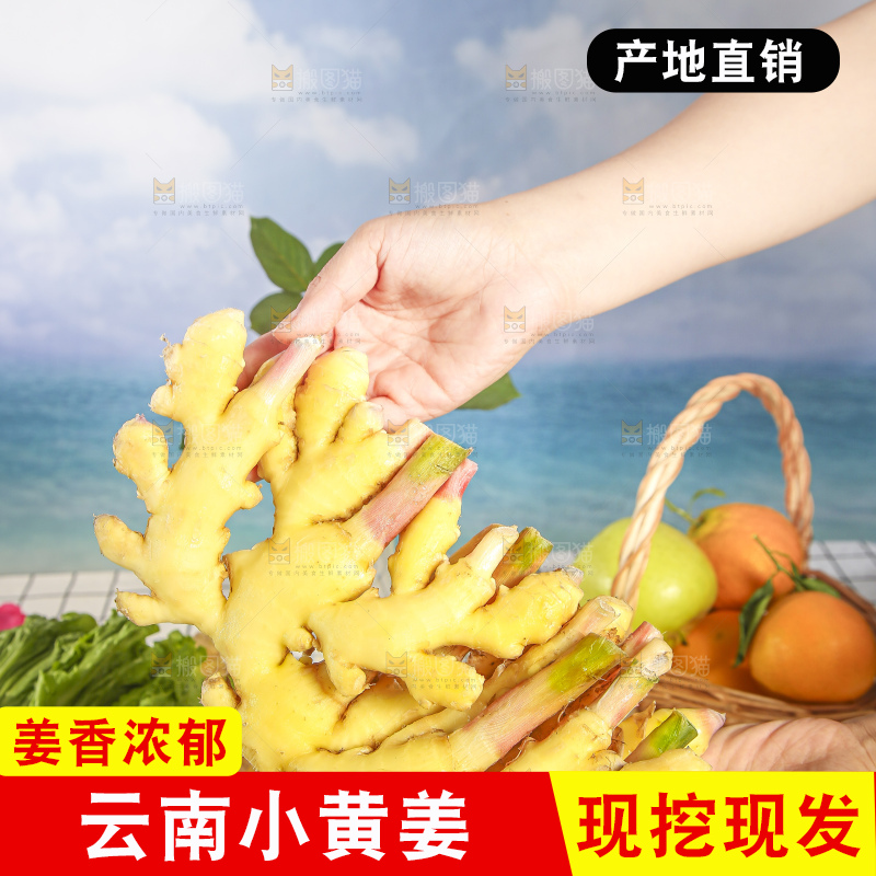 浅底上的小黄姜